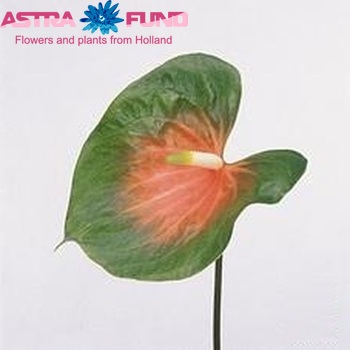 Anthurium Andreanum Grp Cantare Foto