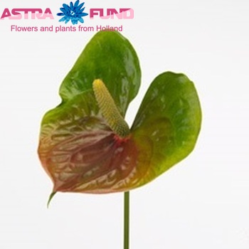 Anthurium Andreanum Grp Cantare (antique) Foto