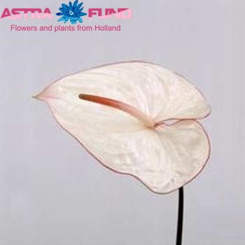 Anthurium Andreanum Grp Carnaval foto
