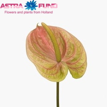 Anthurium Andreanum Grp Carnaval (antique) foto