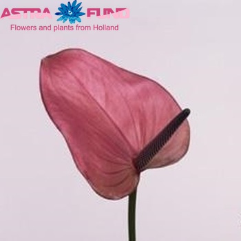Anthurium Andreanum Grp Cassis foto