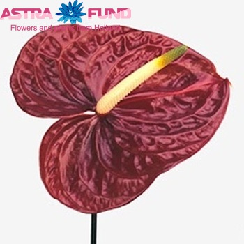 Anthurium Andreanum Grp Castano foto