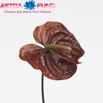 Anthurium Andreanum Grp Castano (antique) foto