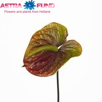 Anthurium Andreanum Grp Castano (classic) foto