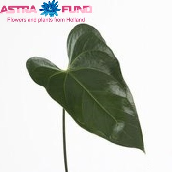 Anthurium Andreanum Grp Cerilla (blad) foto