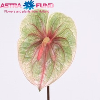 Anthurium Andreanum Grp Champagne (antique) Foto