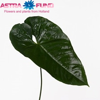 Anthurium Andreanum Grp Champagne (blad) Foto