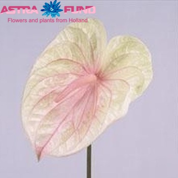 Anthurium Andreanum Grp Champagne (classic) Foto