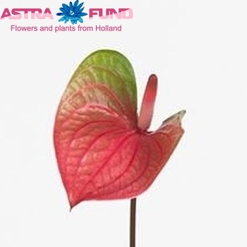 Anthurium Andreanum Grp Cherry Love Foto
