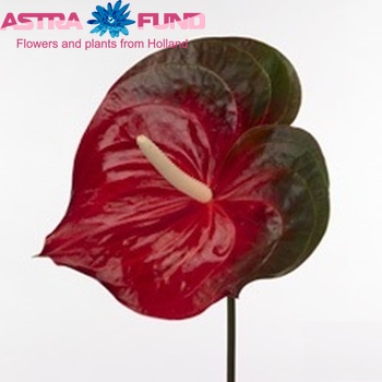 Anthurium Andreanum Grp 'Chicago City' Foto