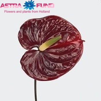 Anthurium Andreanum Grp 'Chichas' Foto