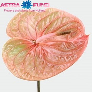 Anthurium Andreanum Grp Cognac Foto