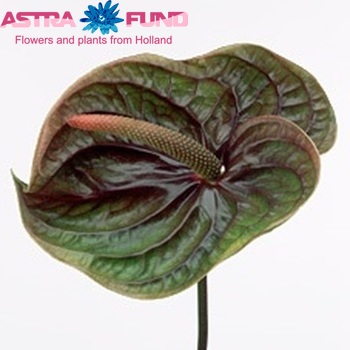 Anthurium Andreanum Grp Cognac (antique) Foto