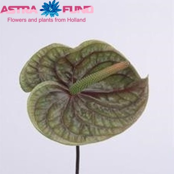 Anthurium Andreanum Grp Cognac (classic) Foto