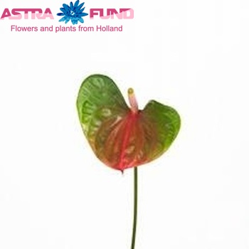 Anthurium Andreanum Grp Conny Foto