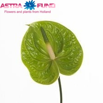 Anthurium Andreanum Grp 'Corfu' Foto