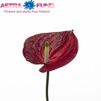 Anthurium Andreanum Grp Corina Foto