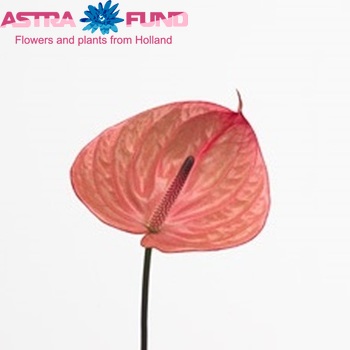 Anthurium Andreanum Grp Elizabeth Imp Foto