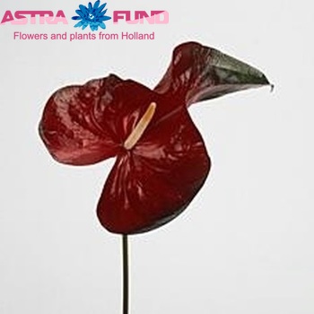 Anthurium Andreanum Grp 'Emperor' Foto