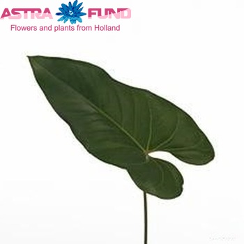Anthurium Andreanum Grp 'Emperor' (blad) Foto