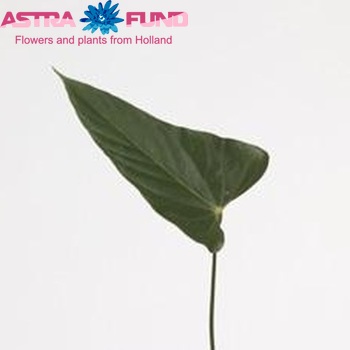 Anthurium Andreanum Grp Exciting Love (blad) foto