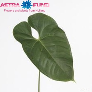 Anthurium Andreanum Grp 'Fantasia' (blad) foto