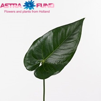 Anthurium Andreanum Grp Feska (blad) Foto