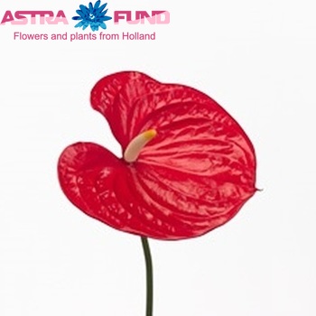 Anthurium Andreanum Grp 'Eros' Foto