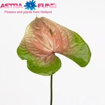 Anthurium Andreanum Grp Essencia Foto