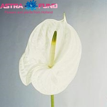 Anthurium Andreanum Grp Eternity Foto