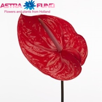 Anthurium Andreanum Grp 'Eureka' foto