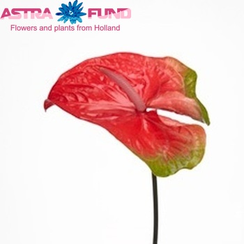 Anthurium Andreanum Grp 'Eureka' (semaforo) foto