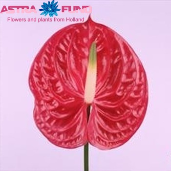 Anthurium Andreanum Grp 'Evita' foto