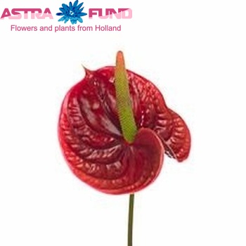 Anthurium Andreanum Grp 'Evita' (classic) foto