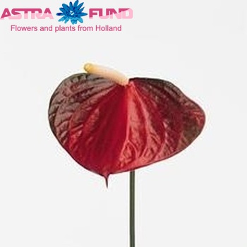 Anthurium Andreanum Grp Exciting Love foto