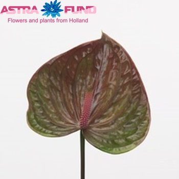 Anthurium Andreanum Grp Exquisite Queen foto