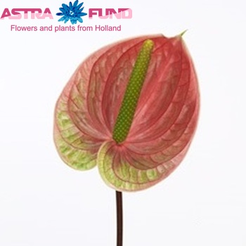 Anthurium Andreanum Grp 'Fantasia' (classic) foto