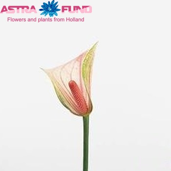 Anthurium Andreanum Grp 'Fantasy Love' foto