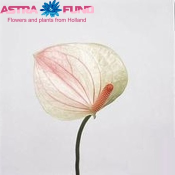 Anthurium Andreanum Grp Fantasy Love Improved foto