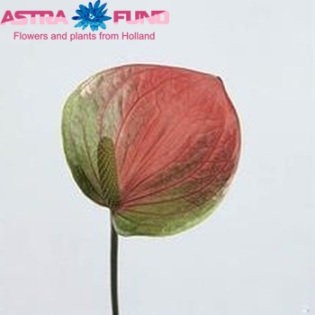 Anthurium Andreanum Grp Fantasy Love Improved (antique) foto