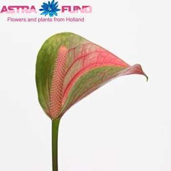 Anthurium Andreanum Grp Fantasy Love Improved (classic) foto