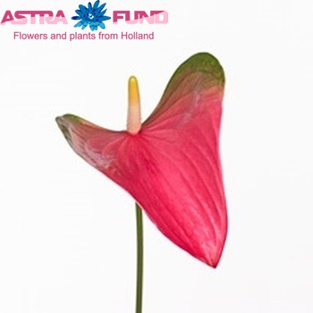 Anthurium Andreanum Grp Feska foto