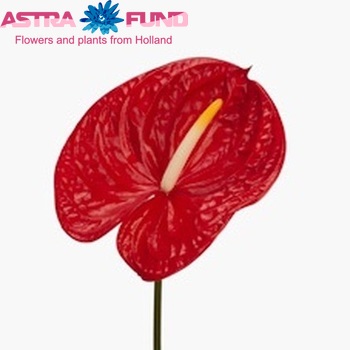 Anthurium Andreanum Grp Fire Foto