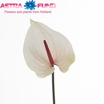 Anthurium Andreanum Grp 'Floromance' Foto