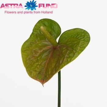 Anthurium Andreanum Grp Forest Queen Imp Foto