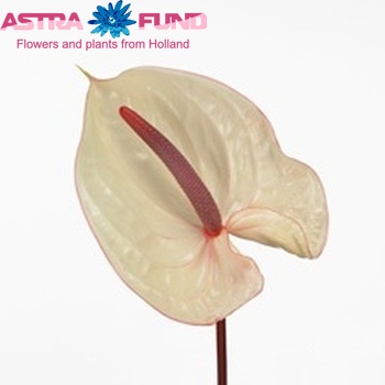 Anthurium Andreanum Grp 'Fortuna' Foto