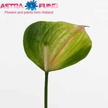 Anthurium Andreanum Grp Green Love Improved Foto