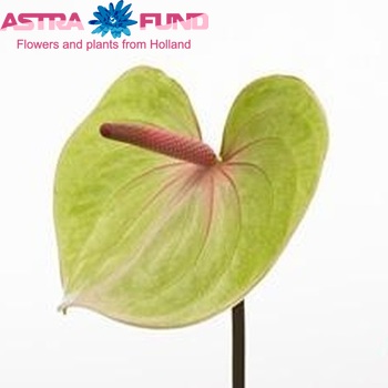 Anthurium Andreanum Grp Hillary Foto