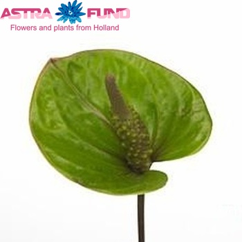 Anthurium Andreanum Grp Hillary (antique) Foto