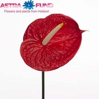 Anthurium Andreanum Grp 'Inferno' Foto